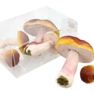 Funghi 6pezzi