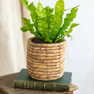 Onda croccante di Asplenium