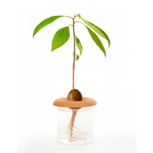 Kikkerland Seed Sprouters - Germogliatori di Semi Terracotta