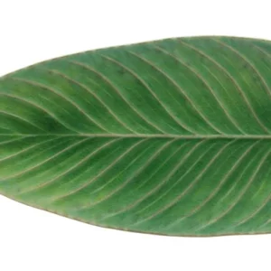 Riviera Vassoio Foglia Cm.40 Verde
