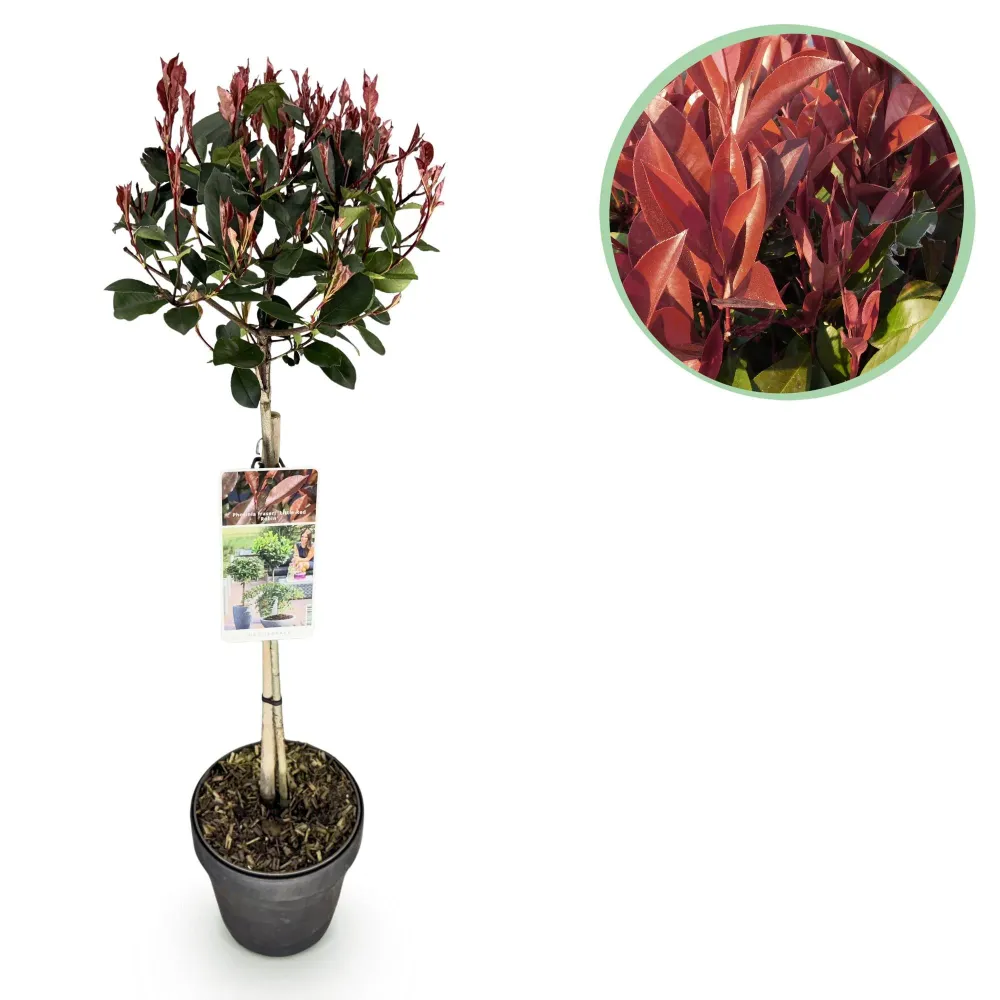 Photinia (Photinia × Fraseri) 'Little Red Robin'