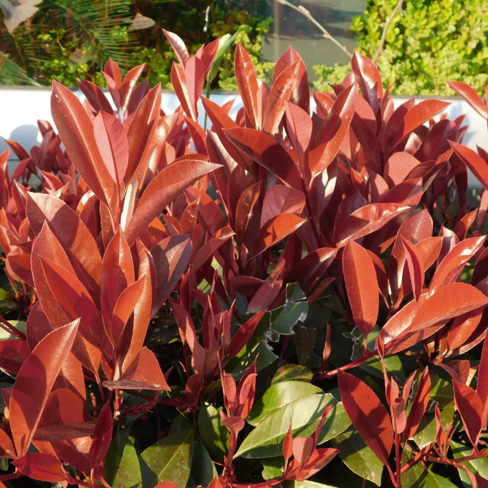 Photinia (Photinia × Fraseri) 'Little Red Robin'