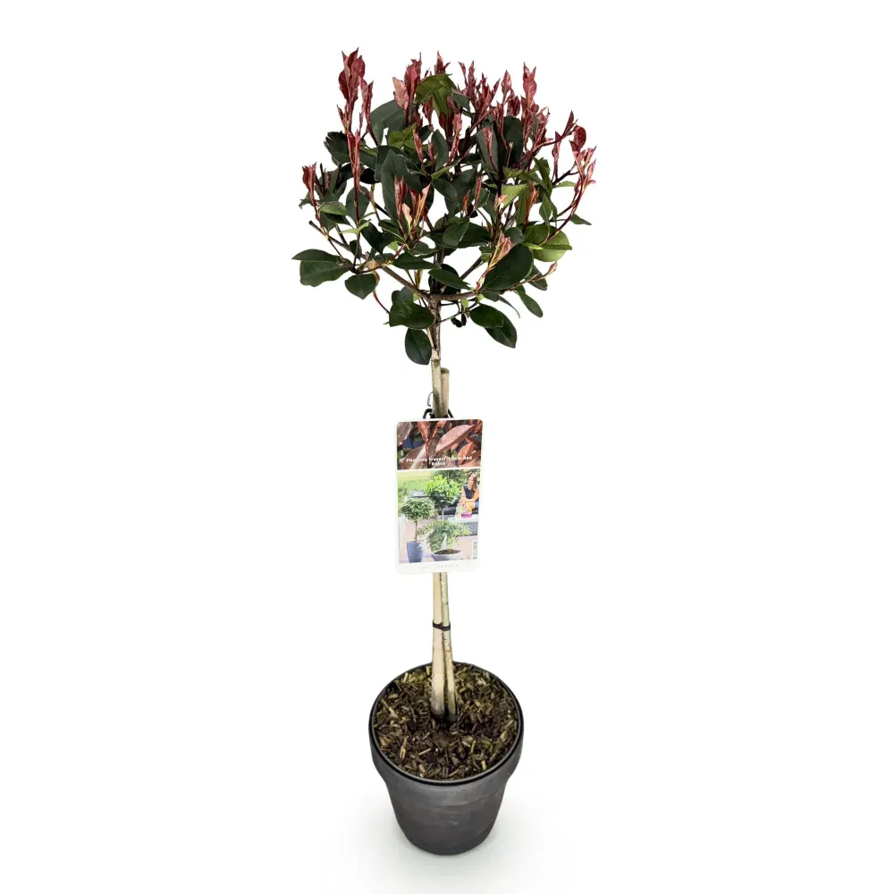 Photinia (Photinia × Fraseri) 'Little Red Robin'