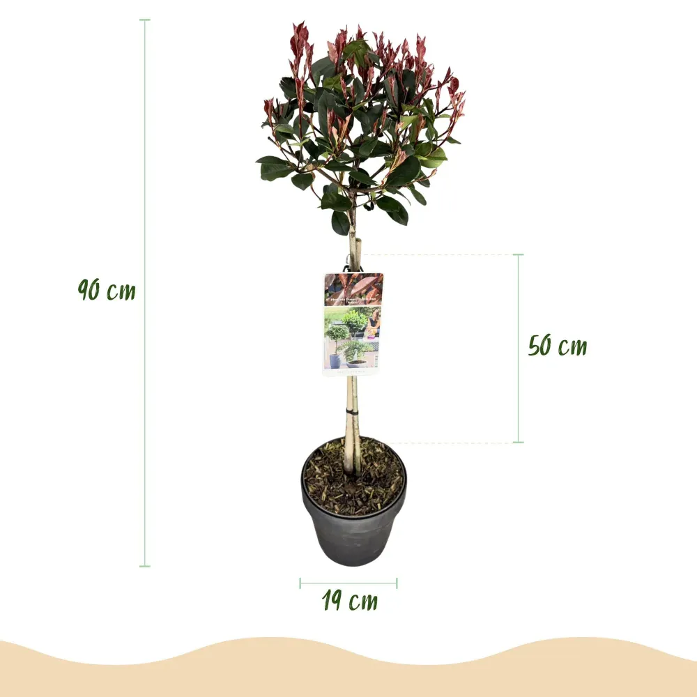 Photinia (Photinia × Fraseri) 'Little Red Robin'