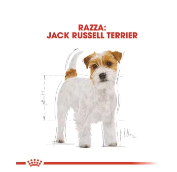 Jack Russell Adulto Royal Canin