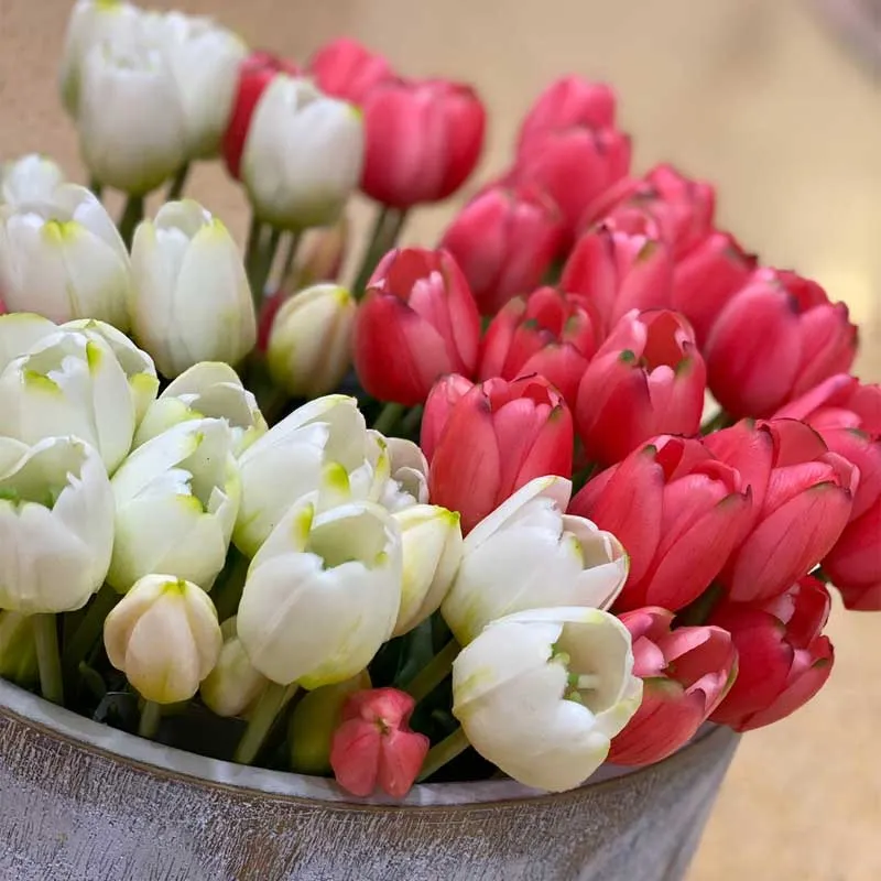 EDG Enzo de Gasperi Bouquet di tulipani Bianchi
